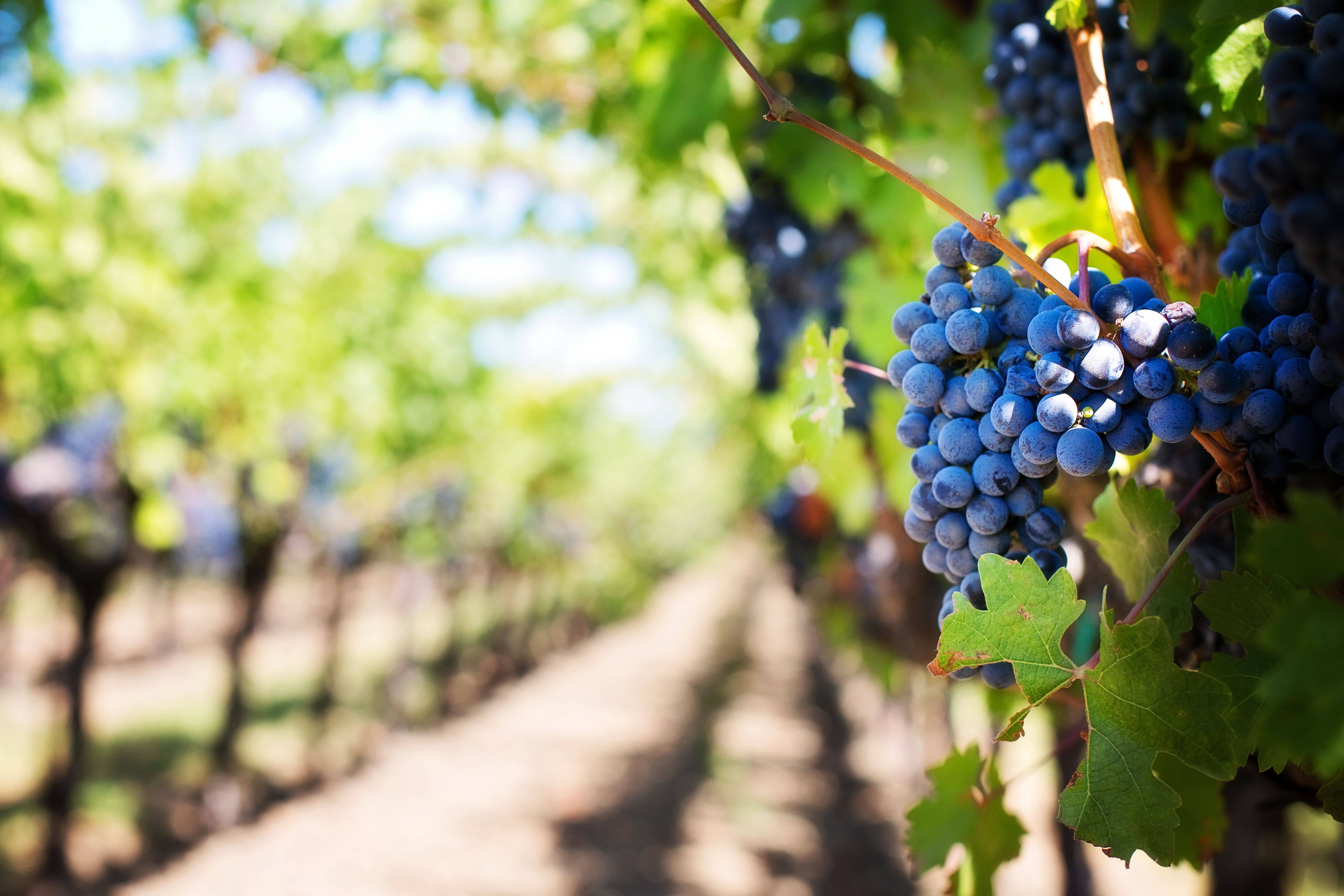 Is Temecula Worth Visiting? What Out-of-Towners Should Know About Southern California Wine Country